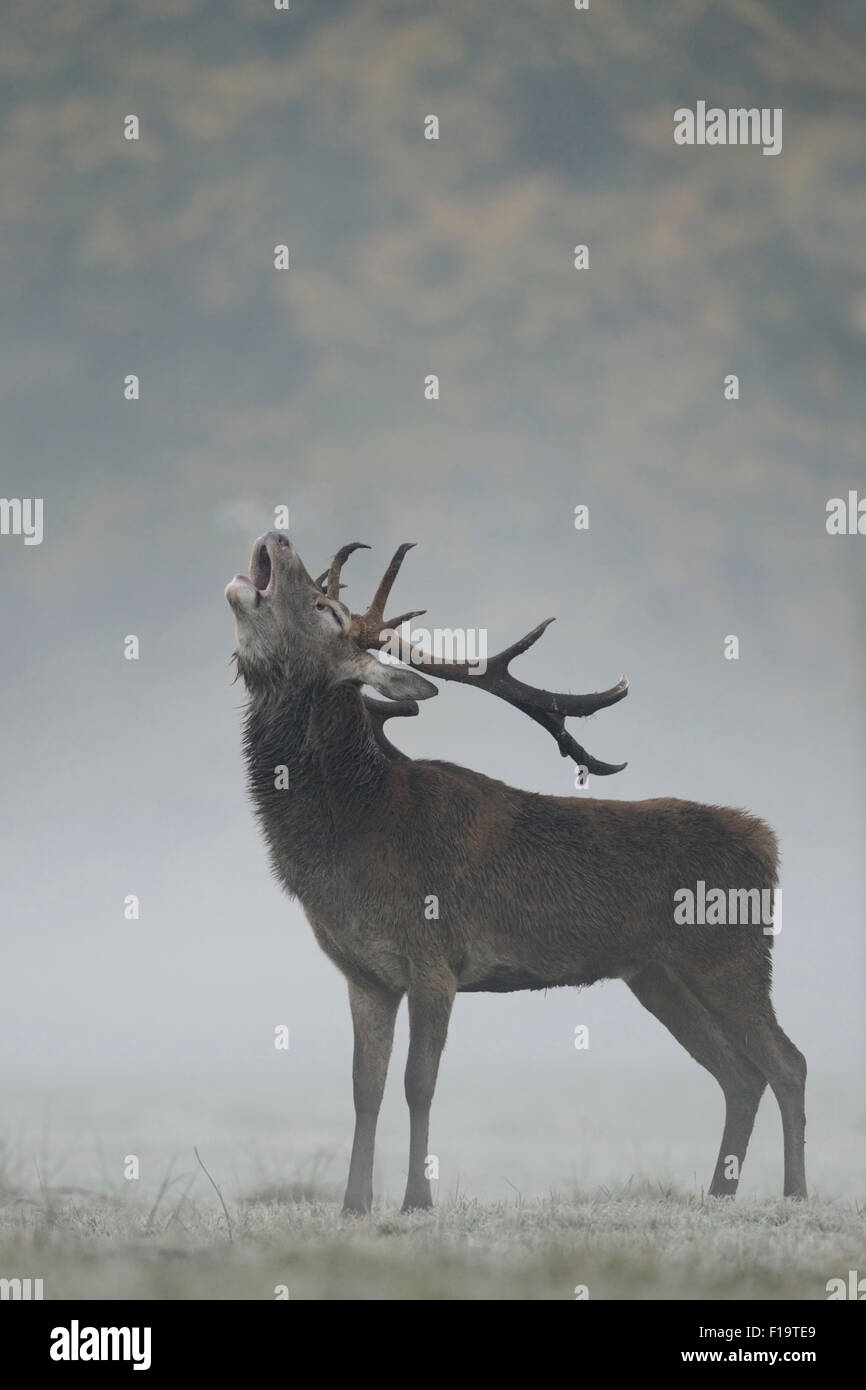 Red Deer / stag  / Rothirsch ( Cervus elaphus ) roaring in autumnal morning fog. Stock Photo