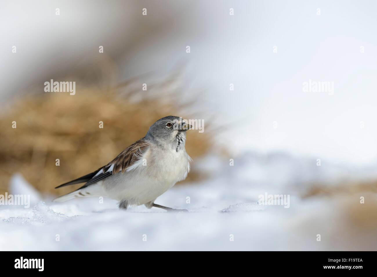 Montifringilla nivalis / White-winged Snowfinch / Snowfinch / Schneefink / Schneesperling sitting in snow beautiful surrounding. Stock Photo