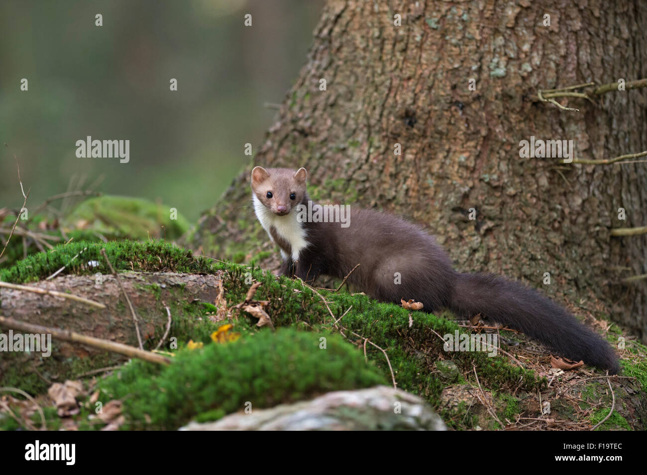 Attentive Beech Marten / Stone Marten / Steinmarder ( Martes foina ) in nice surrounding of a natural forest. Stock Photo