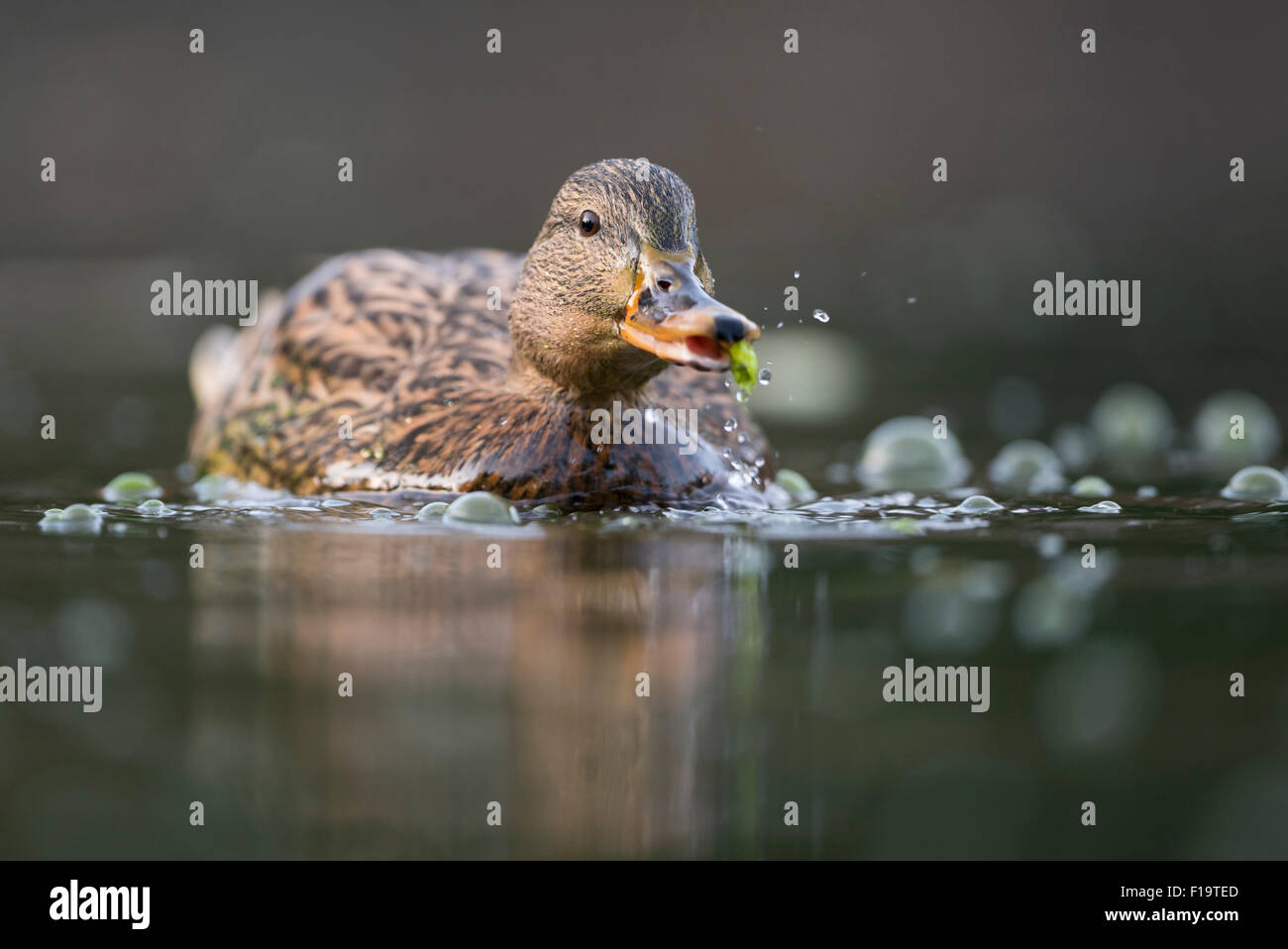 Mallard / Wild Duck / Stockente ( Anas platyrhynchos ) having fun with some natural food. Stock Photo