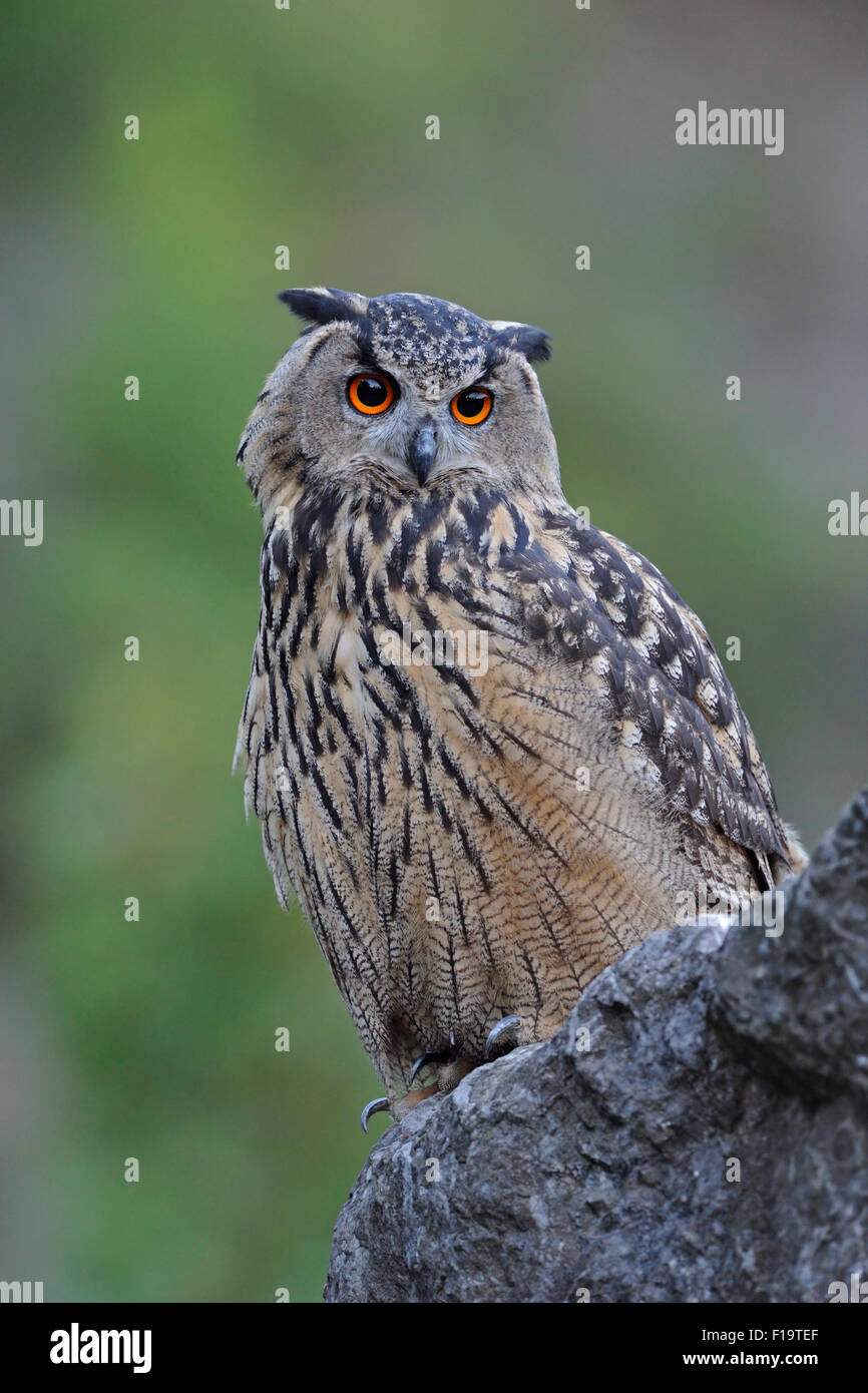 Beautiful Bubo bubo / Eagle Owl / Europaeischer Uhu looks quite critical, wildlife. Stock Photo