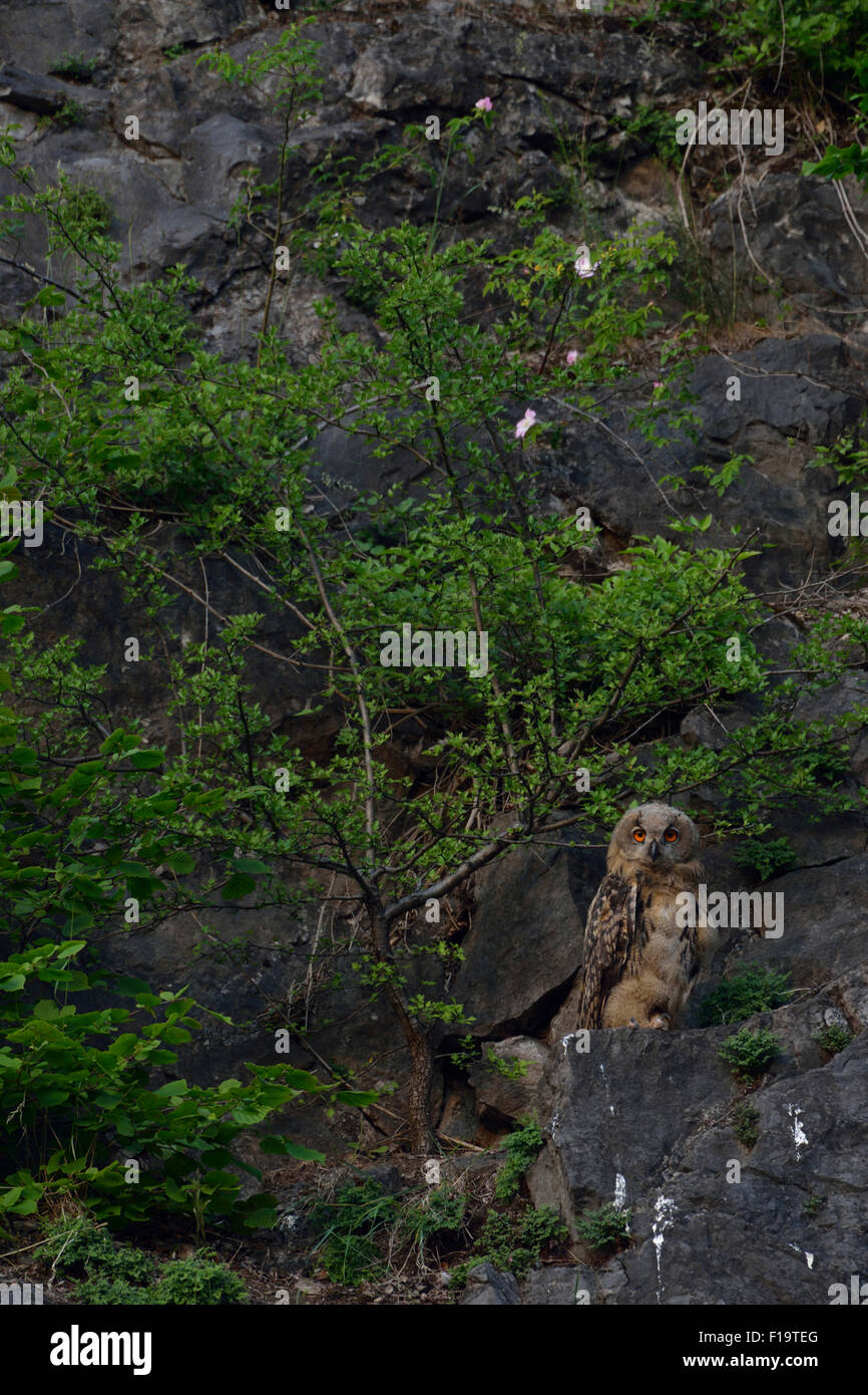 Bubo bubo / Eagle Owl / Europaeischer Uhu sitting in a quarry looks nicely into the camera late in the evening. Stock Photo