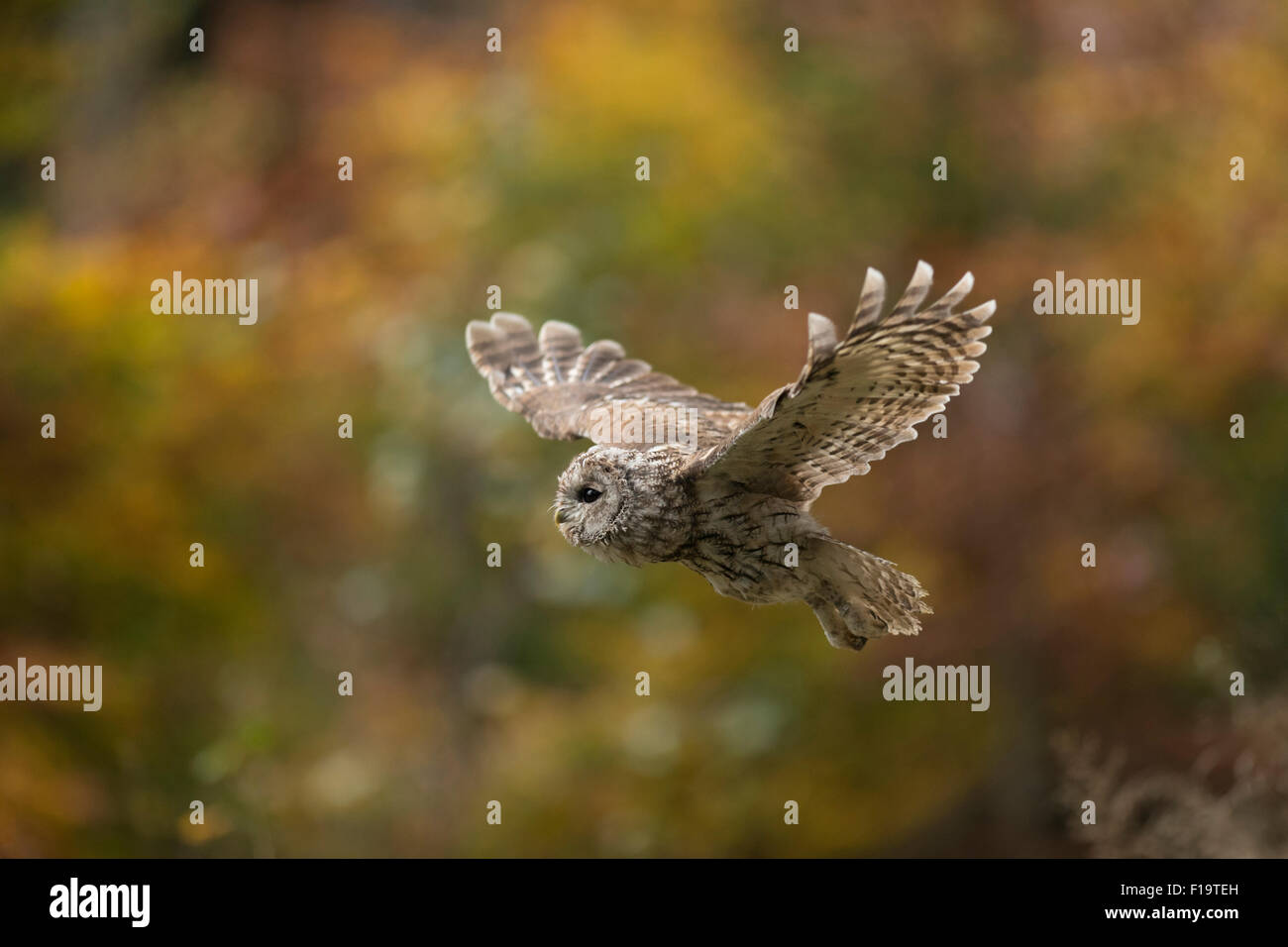 Tawny Owl / Waldkauz ( Strix aluco ) in flight in front of a colorful autumnal edge of a forest. Stock Photo