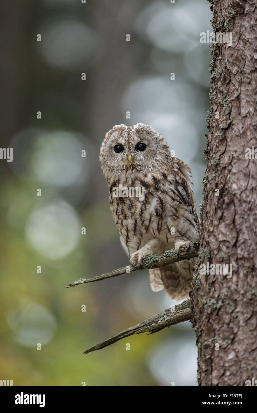 Strix aluco / Tawny Owl / Waldkauz has his eyes wide open. Stock Photo