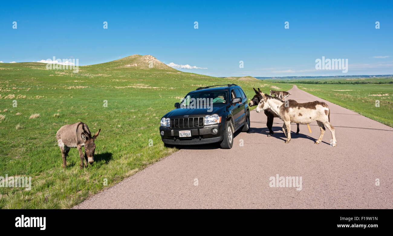 Nebraska, Crawford, Fort Robinson State Park, Smiley Canyon Scenic Drive, wild burros (Equis asinus) Stock Photo
