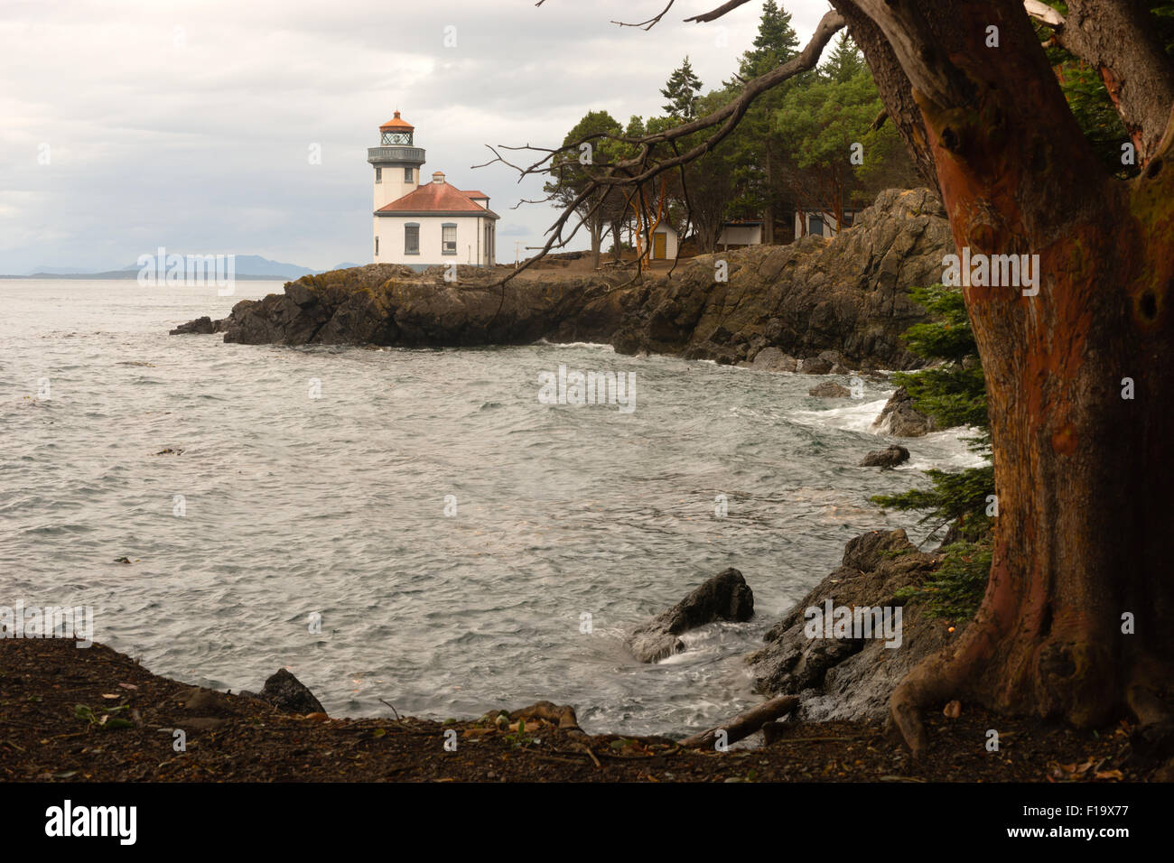 A storm is brewing as this strong Madrona Tree frames Lime Kiln Lighthouse on San Juan Island, Washington Stock Photo