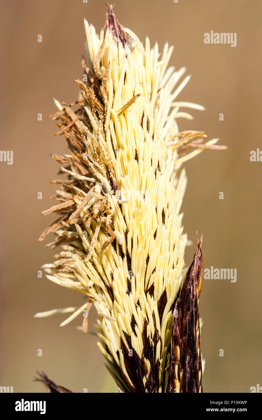 Wild plant. Grass, common sedge 'carex nigra', macro close-up of sead head, catkins Stock Photo