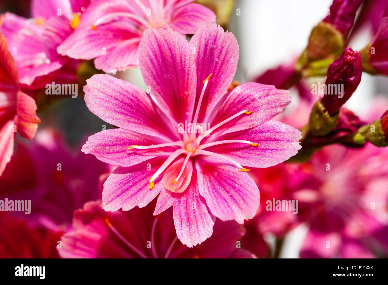 England. Garden flower, Lewisia, 'Lewisia cotyledon'. Flower is deep pink-red colour. Blossom fully open in direct sunlight. Marco shot. Stock Photo