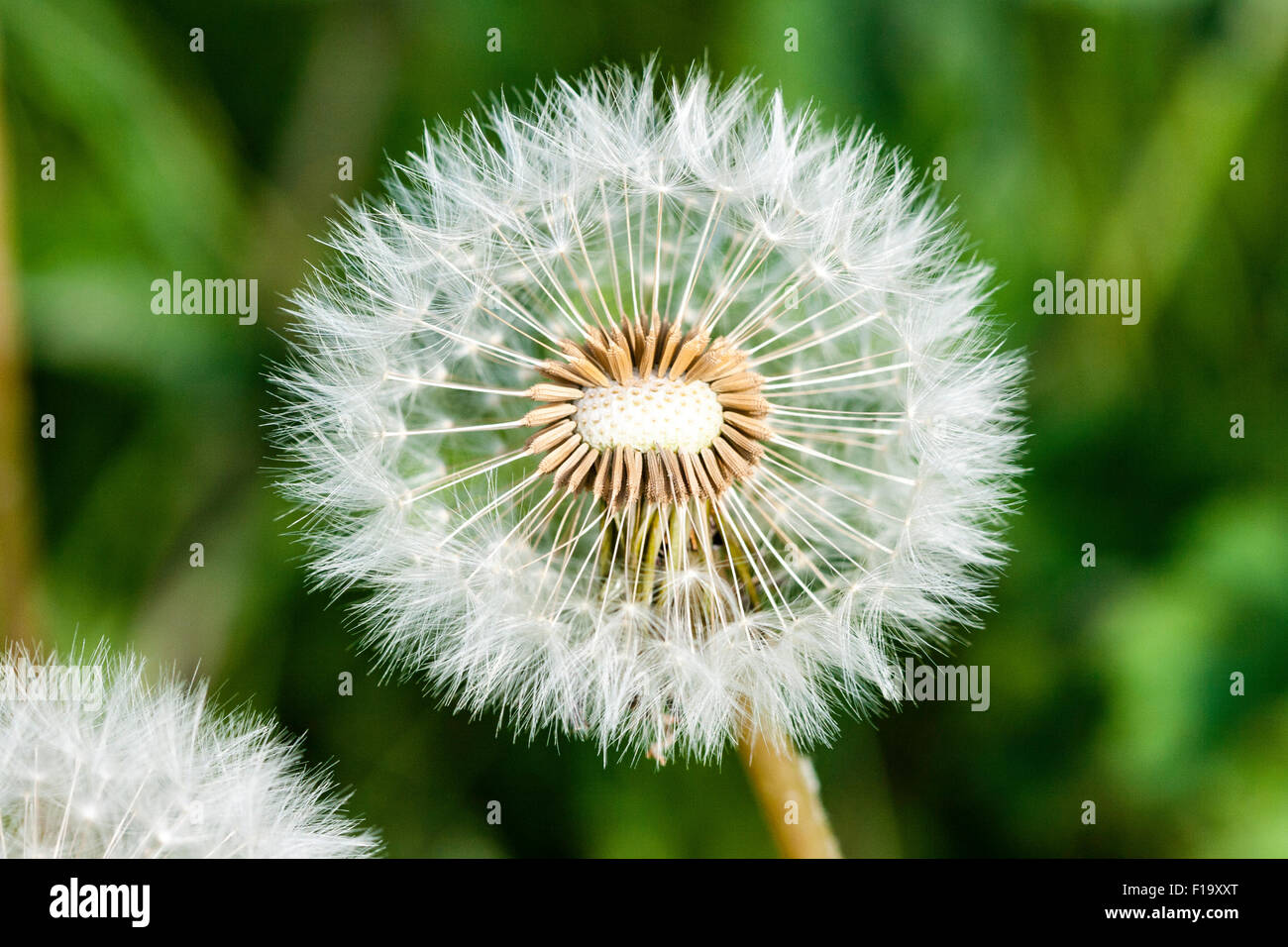 Dandelion 'Taraxacum agg', flower head turned into seed-head with round pattern of white seeds, in spray from flower head. Macro close up. Stock Photo