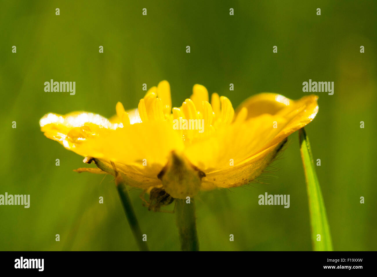 Ranunculus acris garden hi-res stock photography and images - Alamy