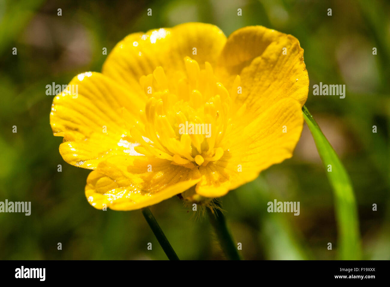 England, yellow wild-flower, Creeping Buttercup, 'Ranunculus repens ...
