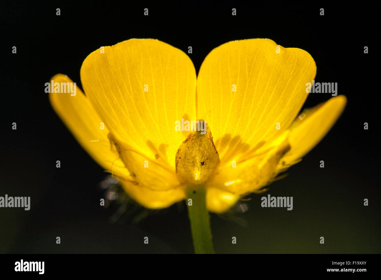 England, yellow wild-flower, Creeping Buttercup, 'Ranunculus repens ...