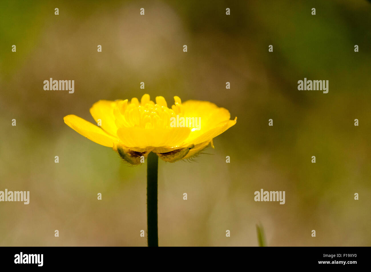 England, yellow wild-flower, Creeping Buttercup, 'Ranunculus repens ...