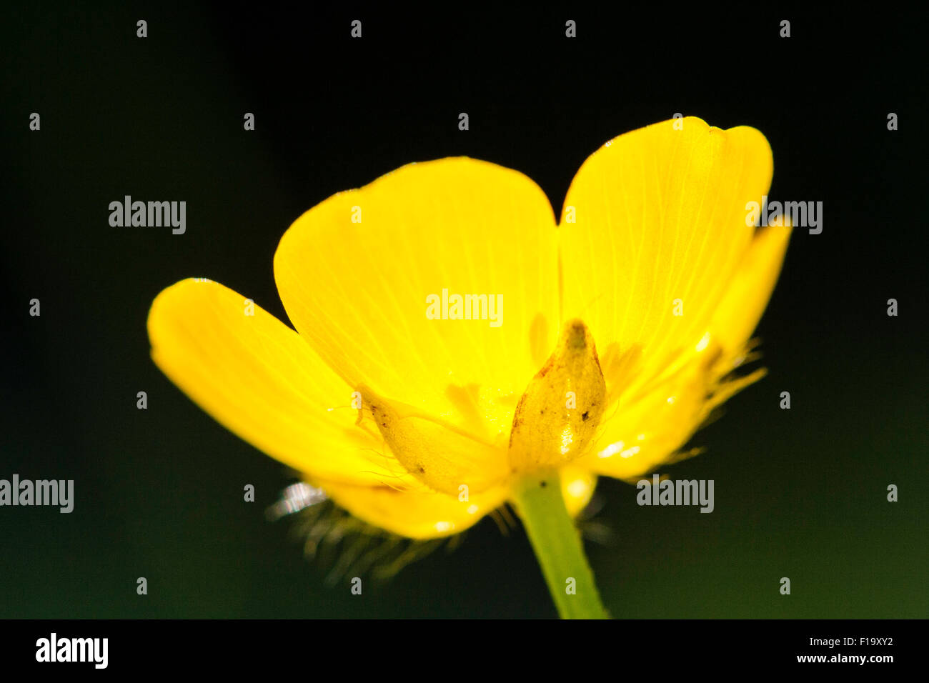 England, yellow wild-flower, Creeping Buttercup, 'Ranunculus repens ...