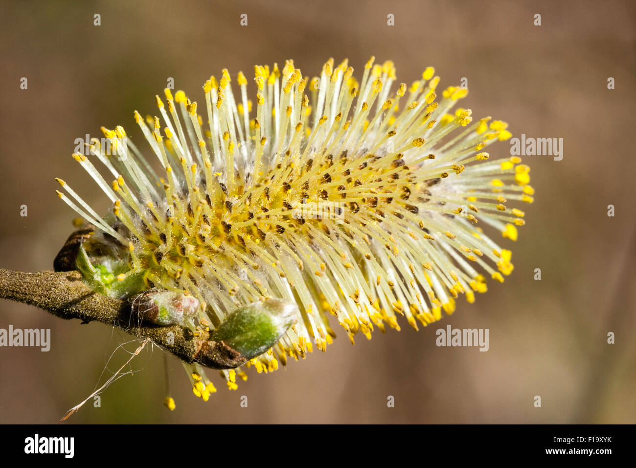 Tree shrub, close up, macro shot of a flowering yellow and white Catkin or ament, a unisex cylindrical flower cluster, (spike)  of the raceme type. Stock Photo