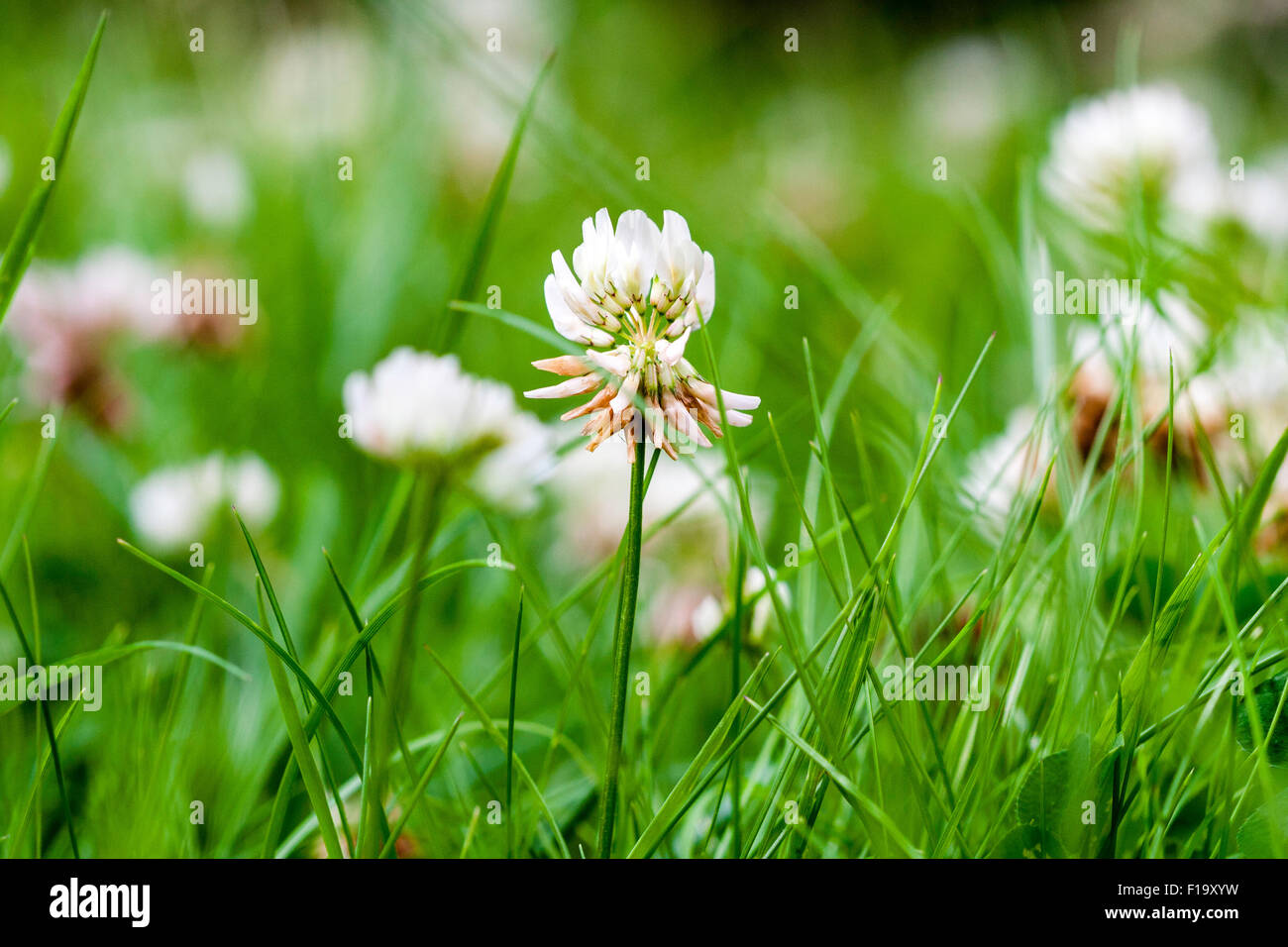 Wild flower. White Dutch clover, 'trifolium repens', from ground level