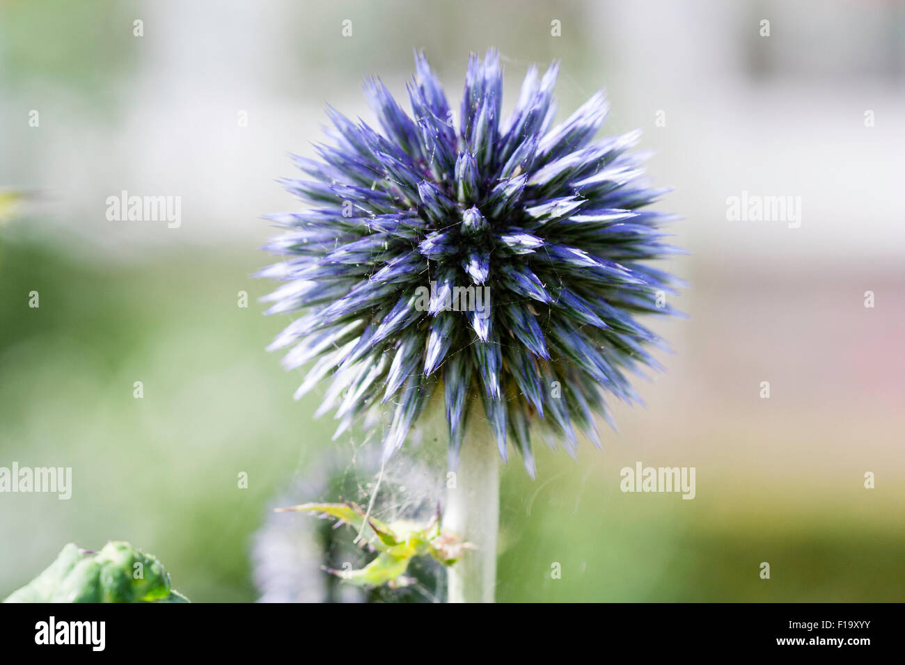 Garden flower. Echinops ritro 'Veitch's blue'. Close up of blue mauve flower-head, spikes and talks in round globe pattern Stock Photo