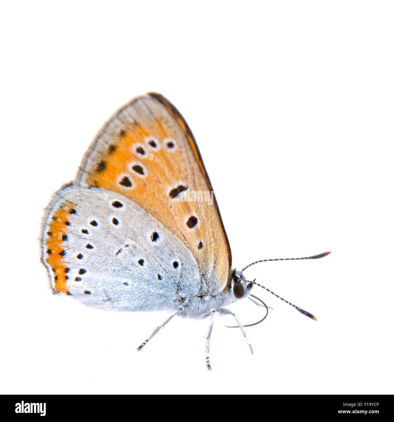 Colored butterfly sitting isolated on the white background Stock Photo