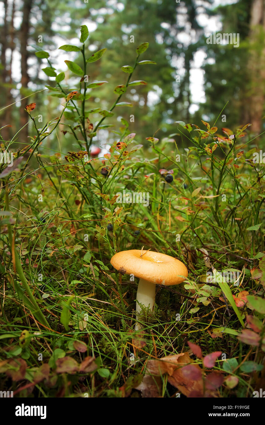 russula and bilberry bushes in the forest Stock Photo