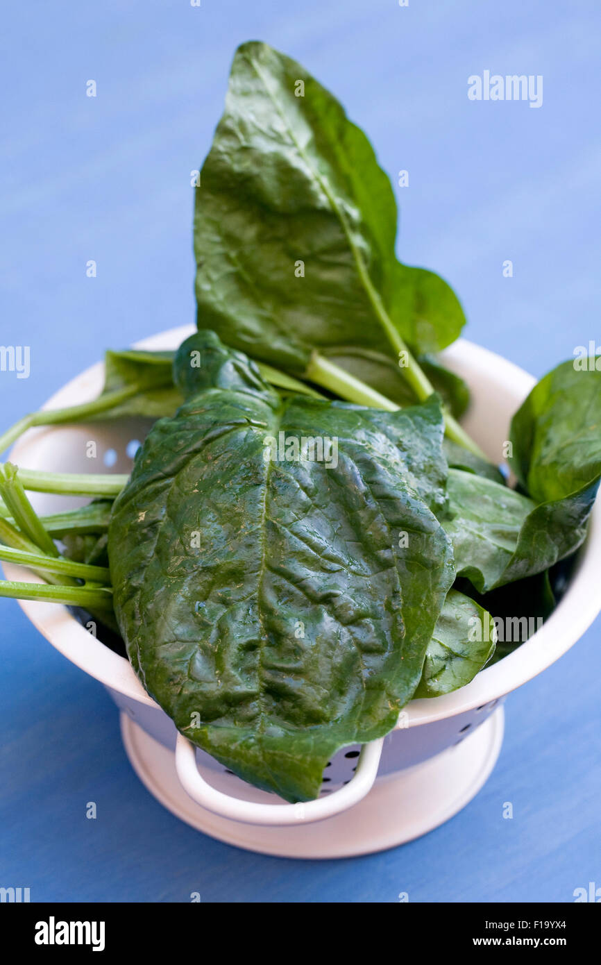 Spinacia oleracea. Freshly picked spinach in a colander. Stock Photo
