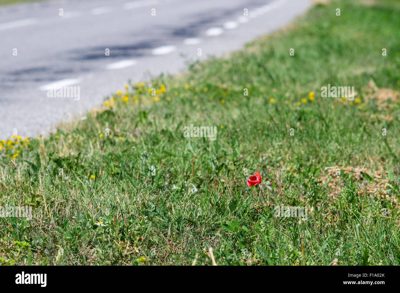 Alone poppy flower on the edge of road, solitude concept Stock Photo