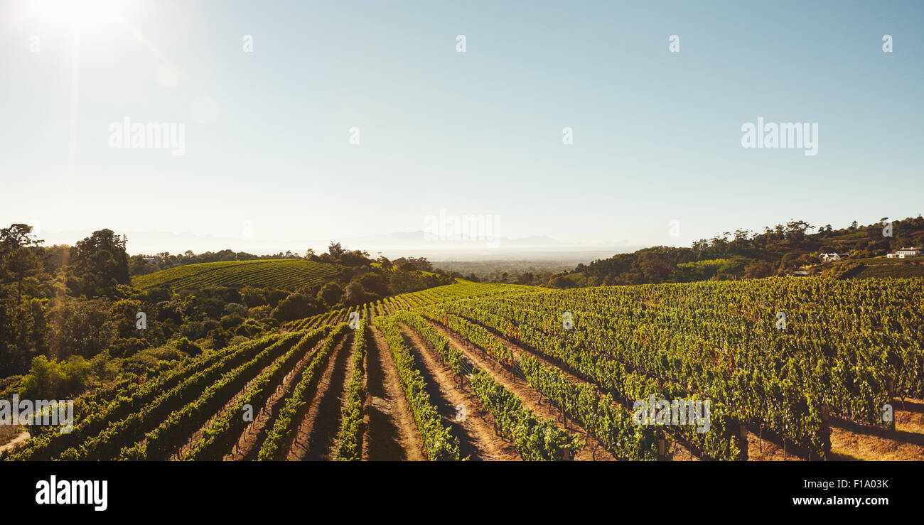 Rows of vines in vineyard under clear blue sky. Field of grape vines during summer. Grape farming for winery. Stock Photo