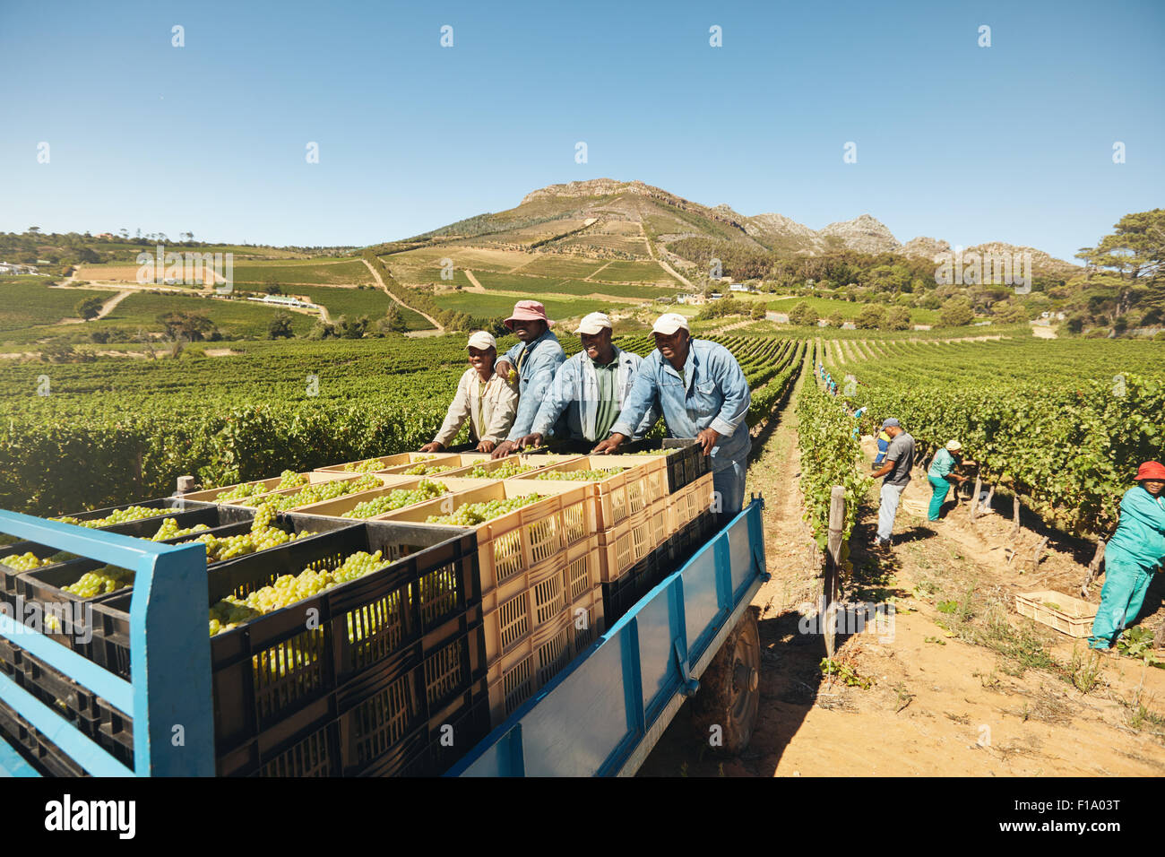 Workers loading boxes of grapes on a tractor trailer after harvesting. Grapes being delivered from the vineyard to wine manufact Stock Photo