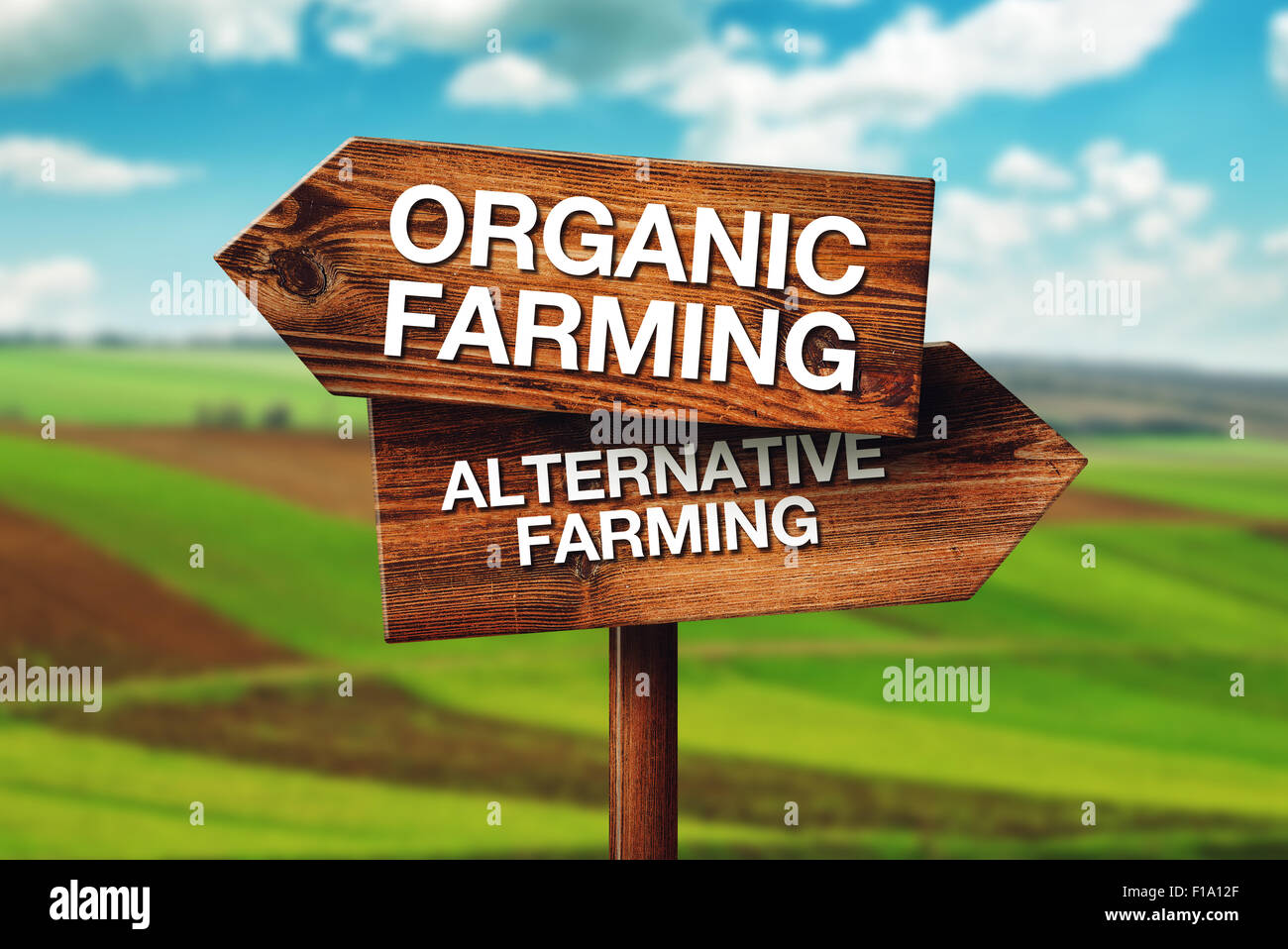 Organic or Alternative Farming, Concept of Choice in Agricultural Production, Arable Cultivated Land in Background Stock Photo