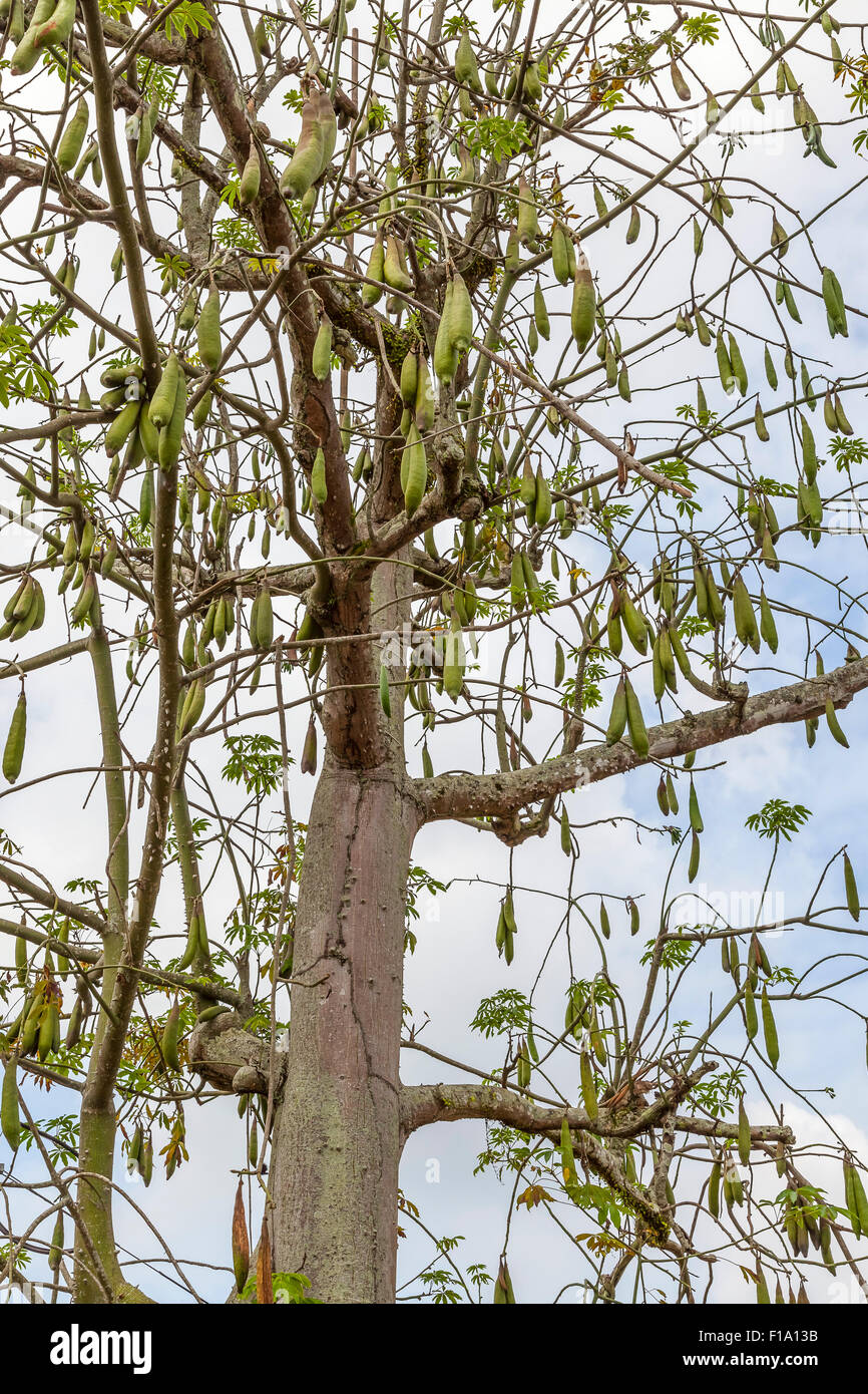 Kapok Tree Seed High Resolution Stock Photography and Images Alamy