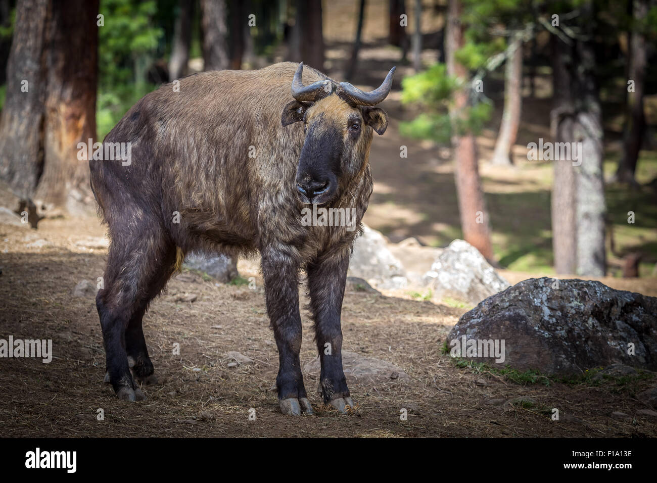 Takin, goat-antelope Stock Photo