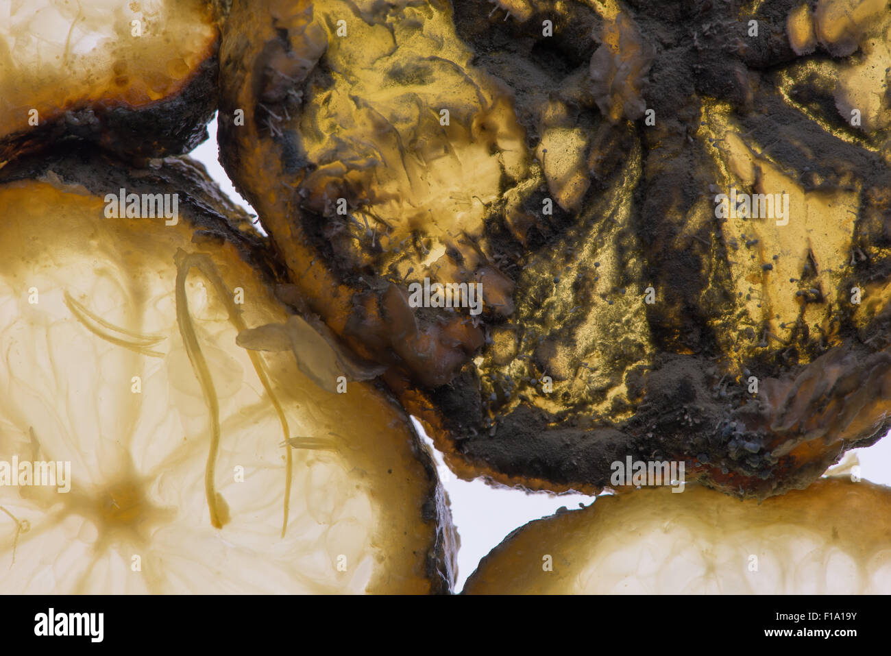 lemon fruit section slice slices isolated against bright white background showing signs of decay fungi hyphae penicillin Stock Photo