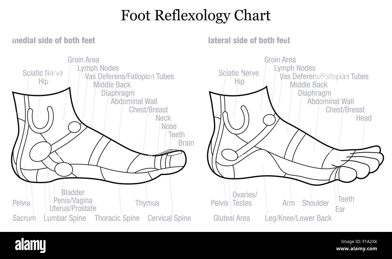 Foot reflexology chart - medial-inside and lateral-outside view of the feet - with description of corresponding internal organs. Stock Photo