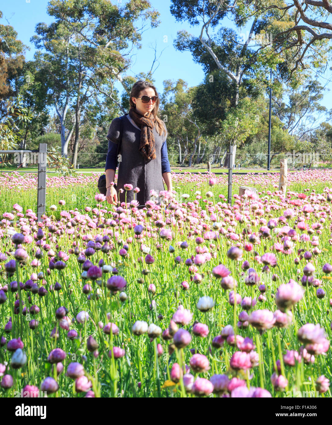 A woman admiring a display of everlasting flowers (Rhodanthe chlorocephala) in Kings Park during the Kings Park Festival. Perth, Western Australia Stock Photo