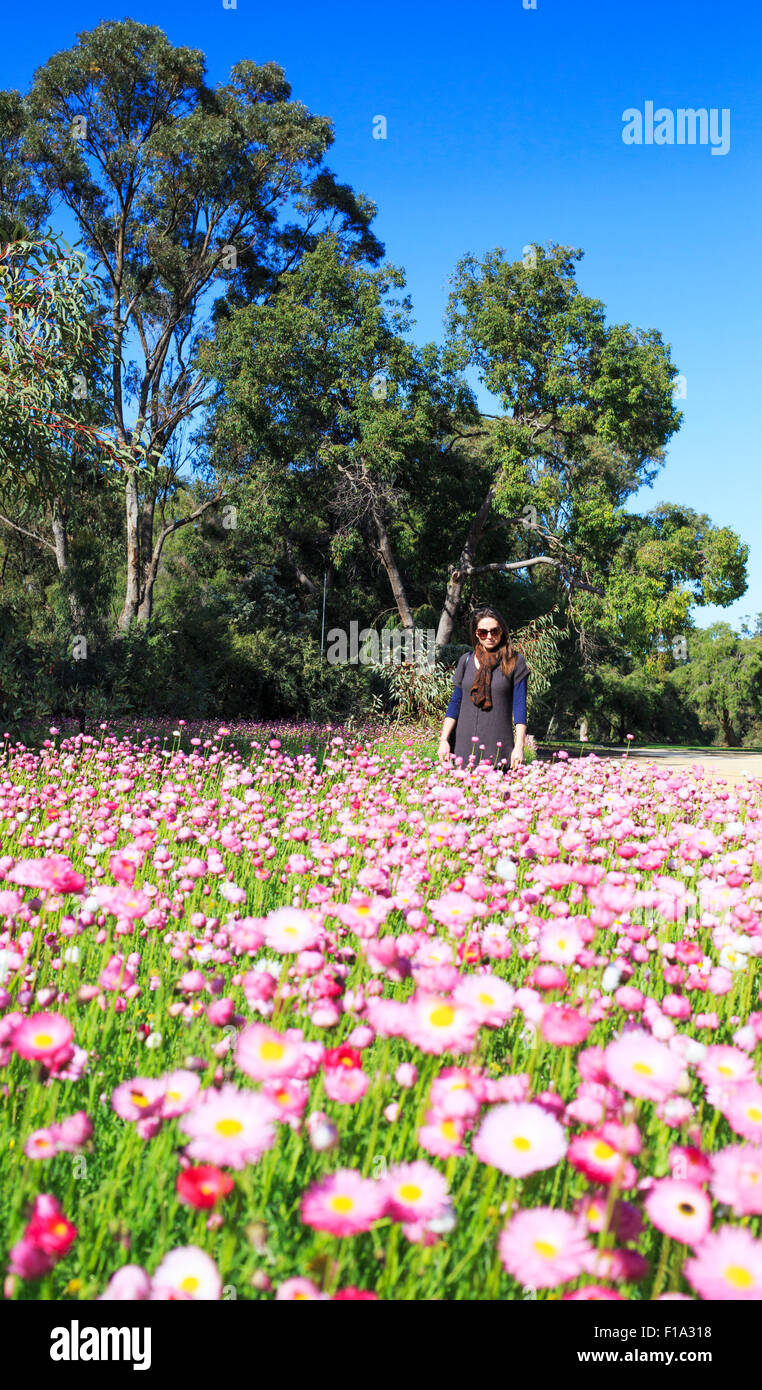 A woman admiring a display of everlasting flowers (Rhodanthe chlorocephala) in Kings Park during the Kings Park Festival. Perth, Western Australia Stock Photo