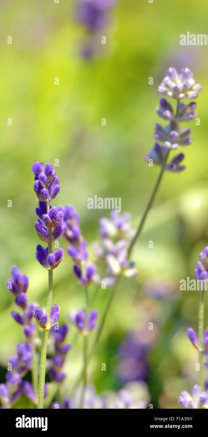 lavender flower field closeup in summer time Stock Photo