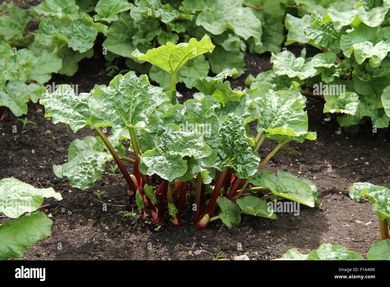 A Large Rhubarb Plant in a Vegetable Garden. Stock Photo