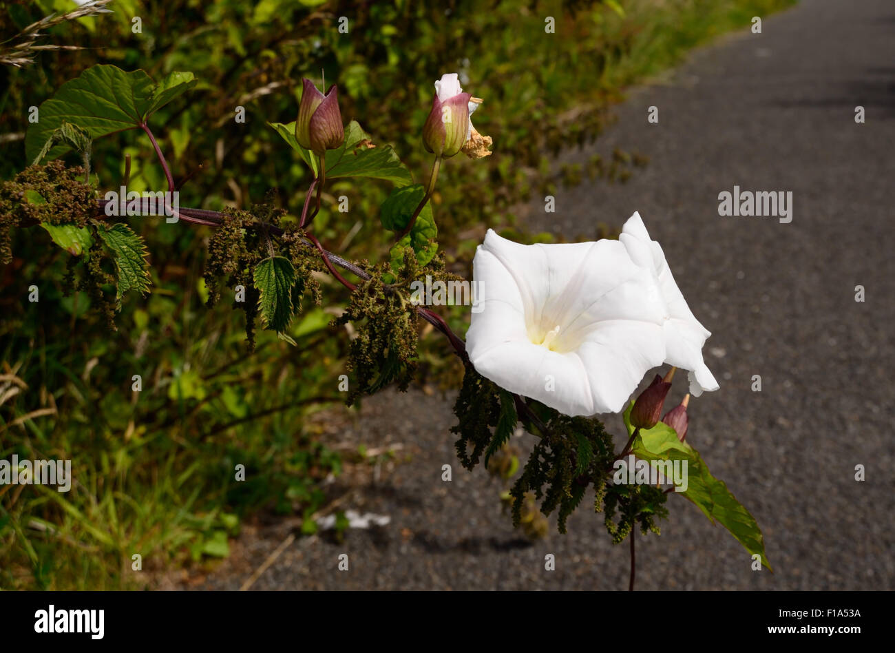 Bindweed flowers hi-res stock photography and images - Alamy