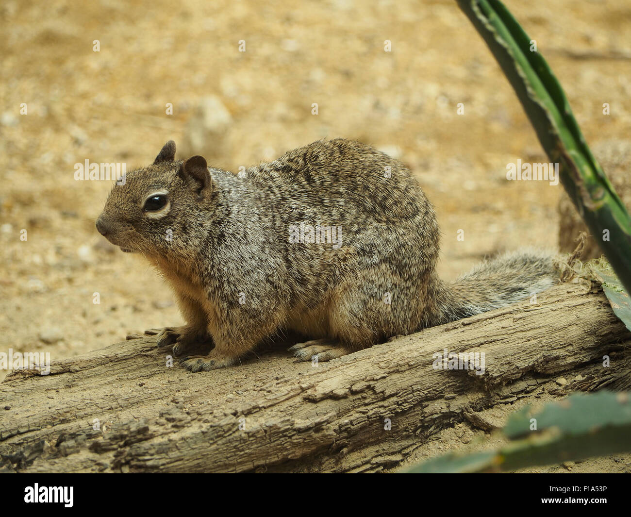 Rock squirrel Otospermophilus variegatus photographed in Blijdorp Zoo, Rotterdam, the Netherlands Stock Photo
