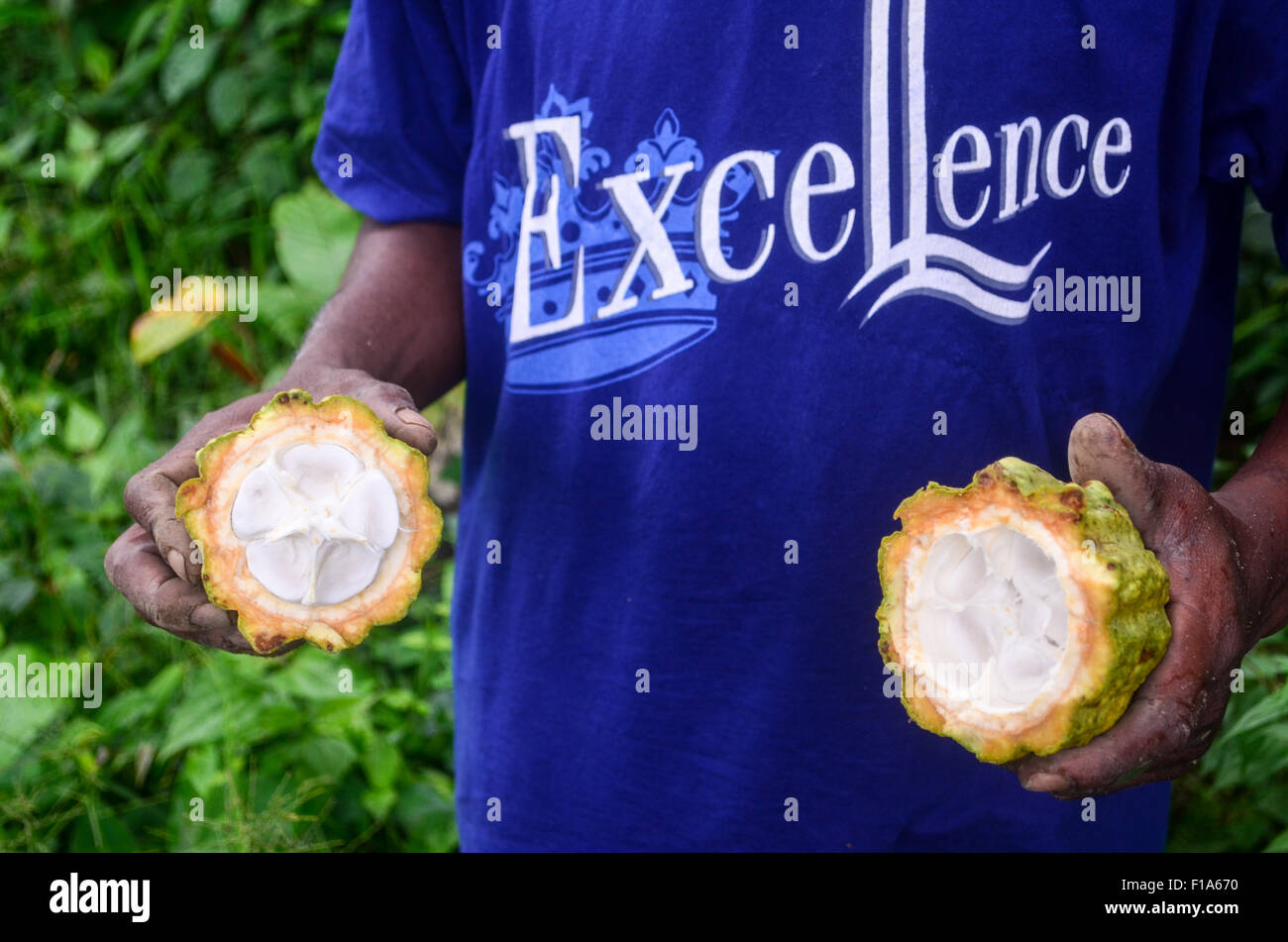 Man showing the inside of a cocoa pod in a plantation in Ivory Coast Stock Photo