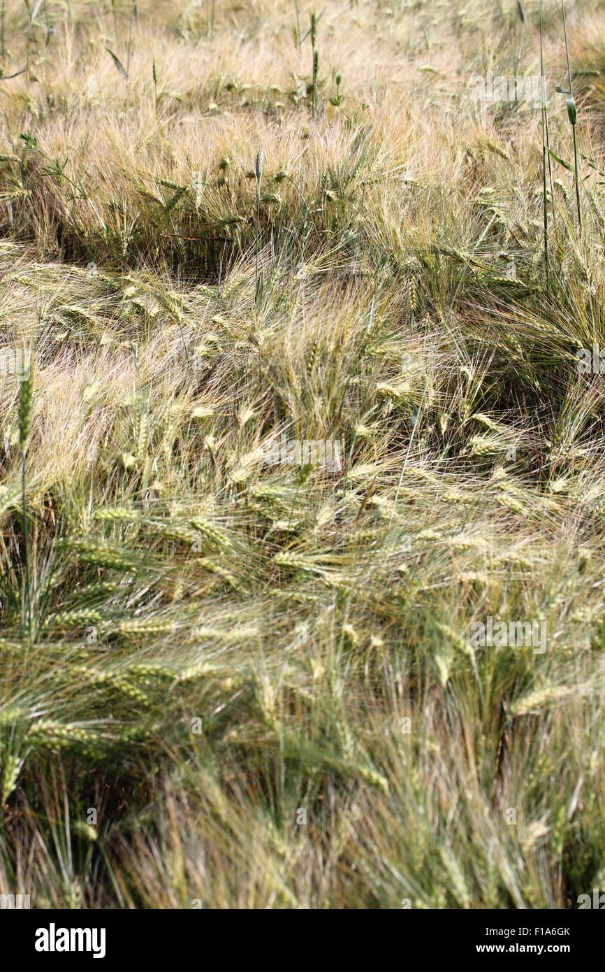 detail of wheat field after a powerful storm Stock Photo