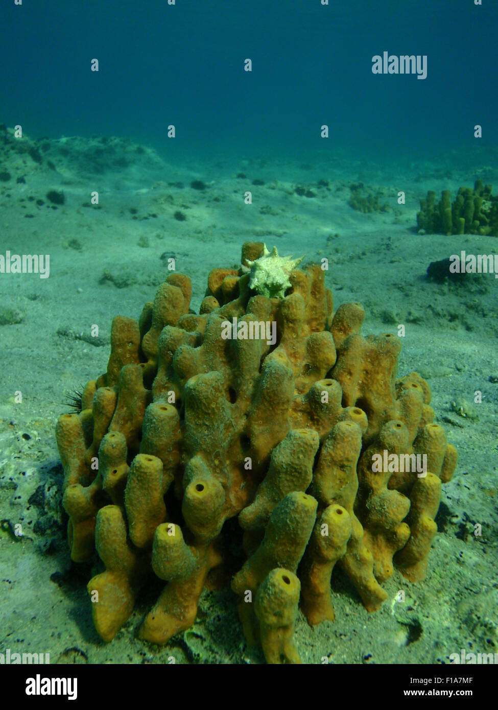 Snail On Top Of Sea Sponge On A Sandy Ocean Floor Stock Photo Alamy