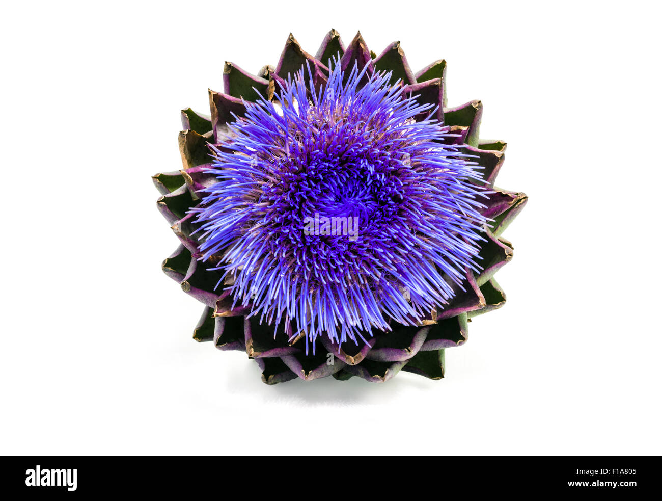 Blooming artichoke on white with clipping path Stock Photo