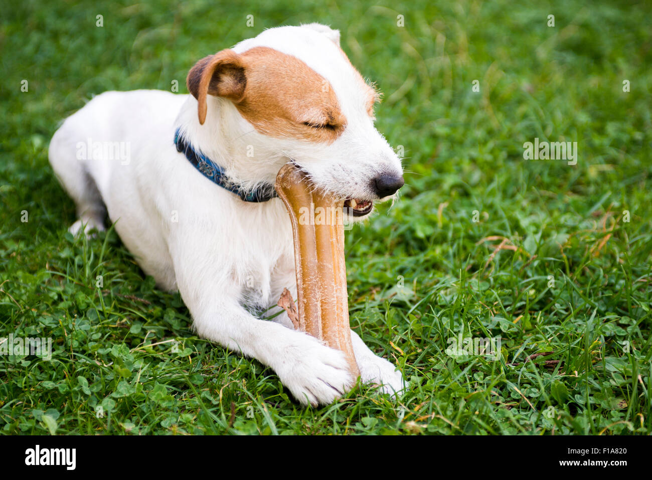 Jack Russell Parson Terrier pet dog laid in the grass chewing a bone, outside, park, garden, backyard, playing, domestic animal Stock Photo