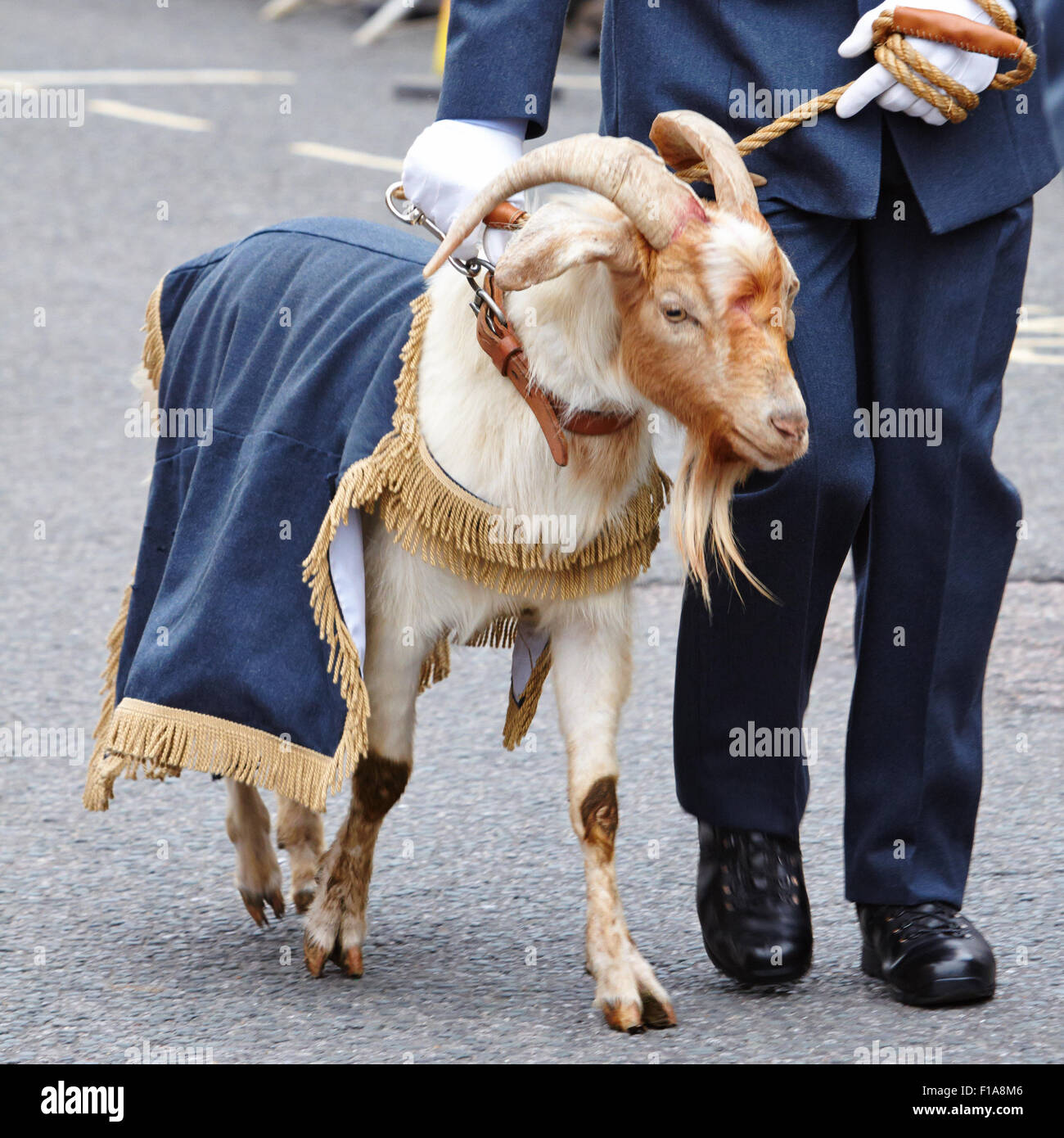 RAF Halton's mascot, George the goat, at the inaugural freedom parade in Thame. Stock Photo