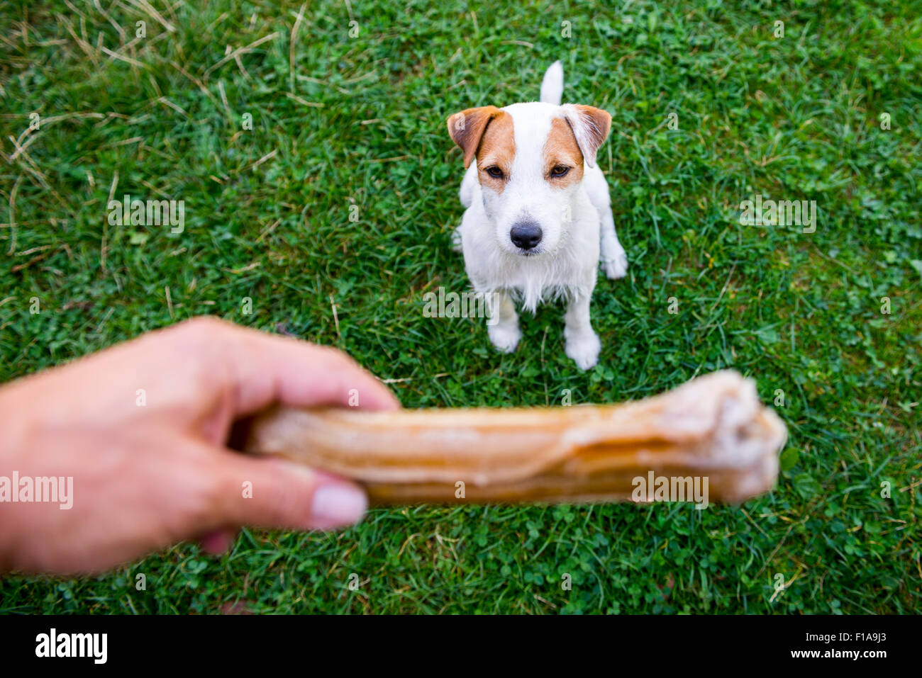 Jack Russell Parson Terrier looking at bone, outside, park, garden, backyard, hand giving bone, playing Stock Photo