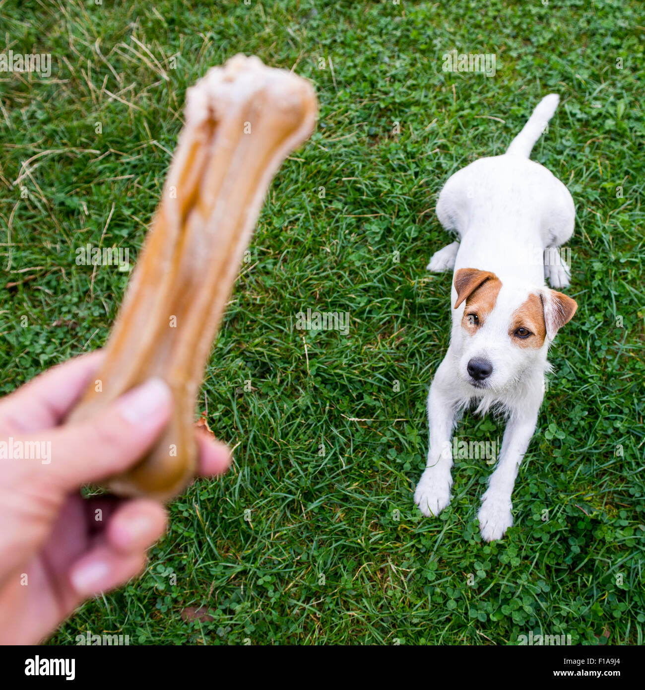 giving a dog a bone