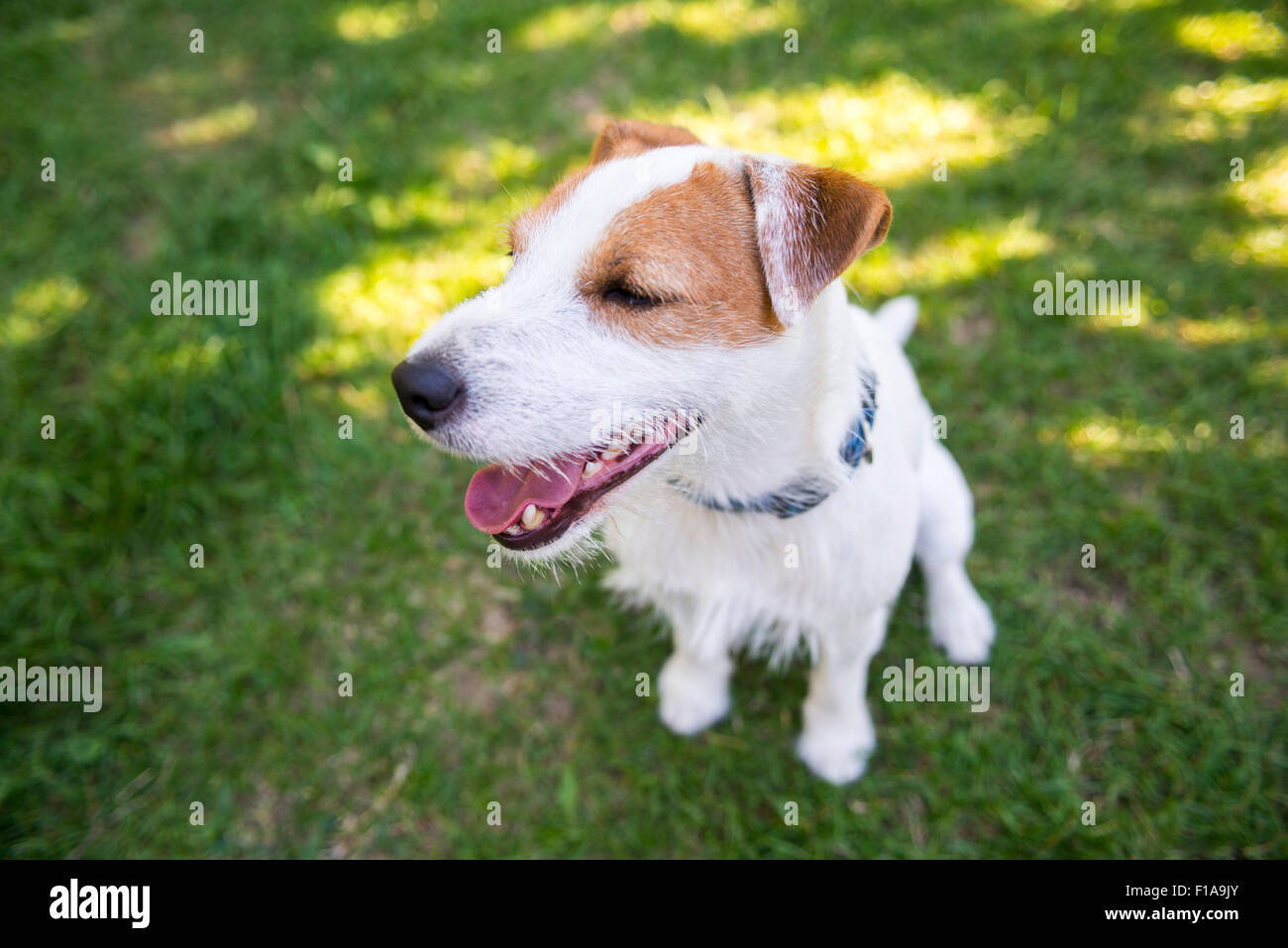 Jack Parson Russell Terrier puppy dog pet, tan rough coated, outdoors