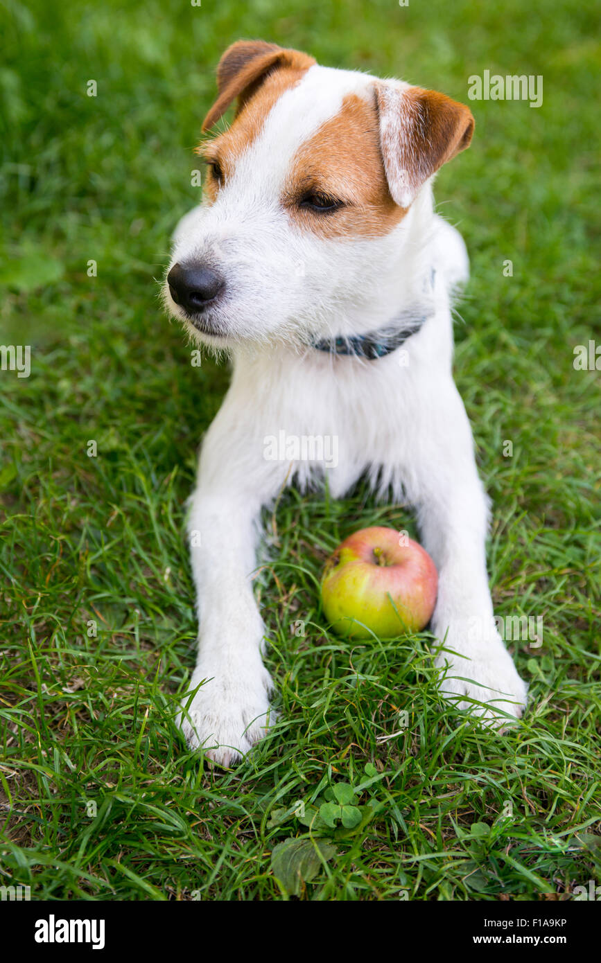 Jack Parson Russell Terrier puppy dog pet, tan rough coated, outdoors in park while playing with