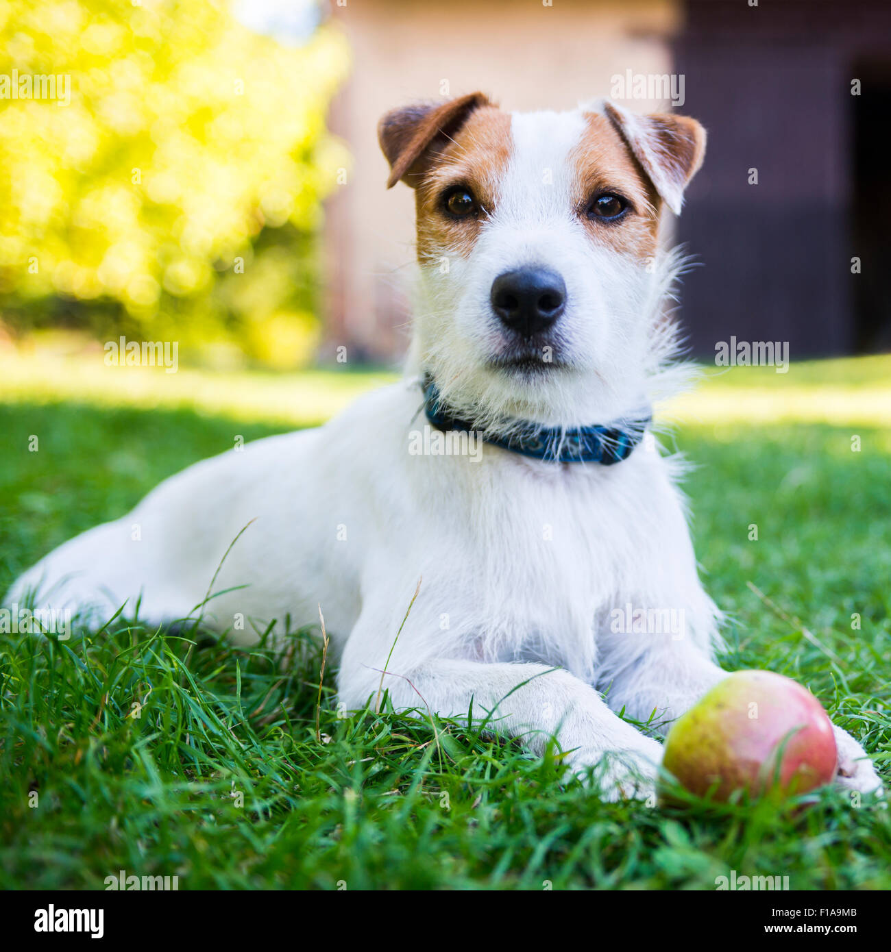 Jack Parson Russell Terrier puppy dog pet, tan rough coated, outdoors