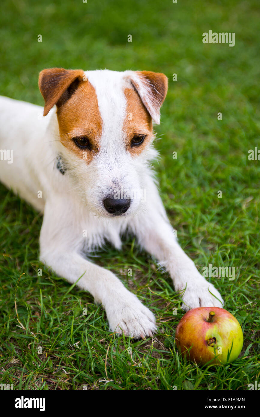 Jack Parson Russell Terrier Puppy Dog Pet Tan Rough Coated